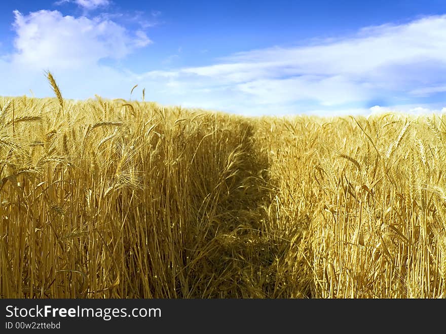 Ripe wheat field and cloudy blue sky