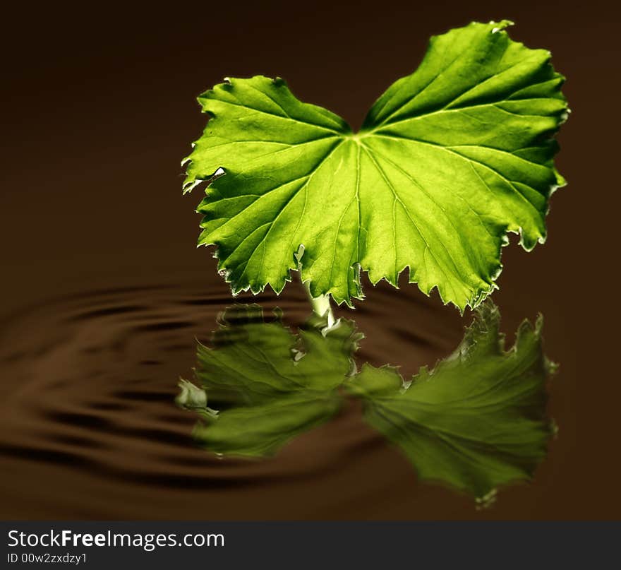 Green leaf