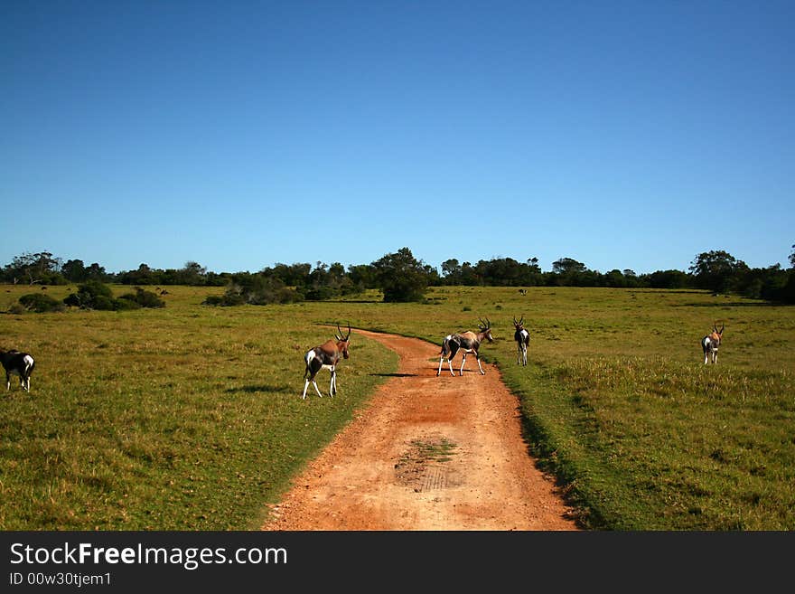 A herd of African buck in a bush camp