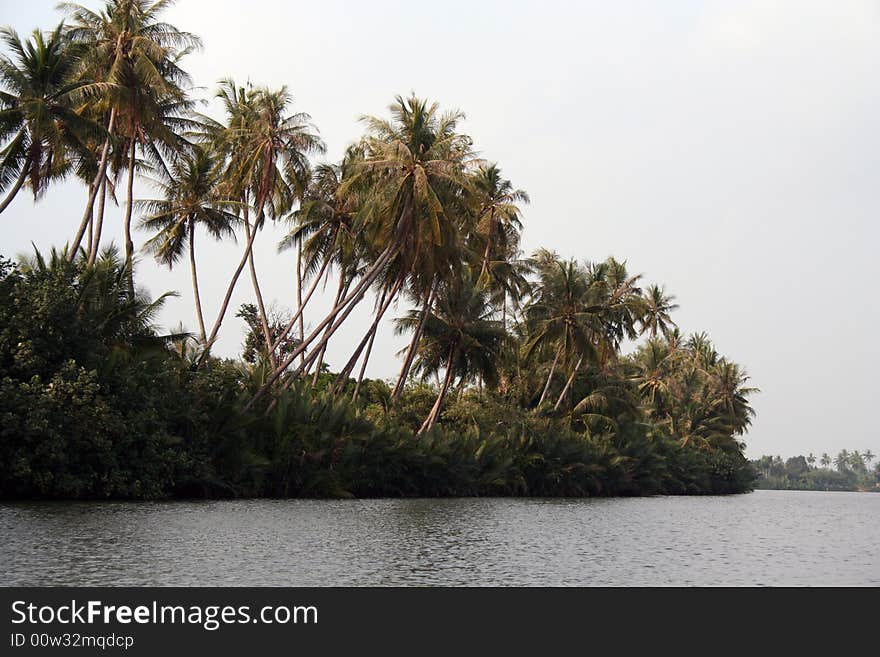 Jungle hanging on the river shore in central Cambodia. Jungle hanging on the river shore in central Cambodia