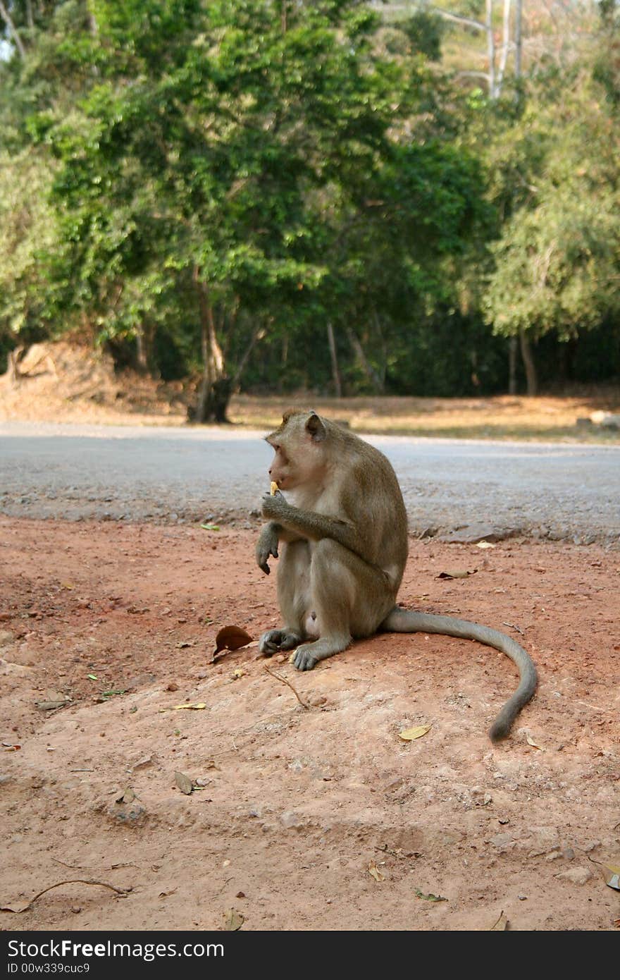 Monkey In Wild Life