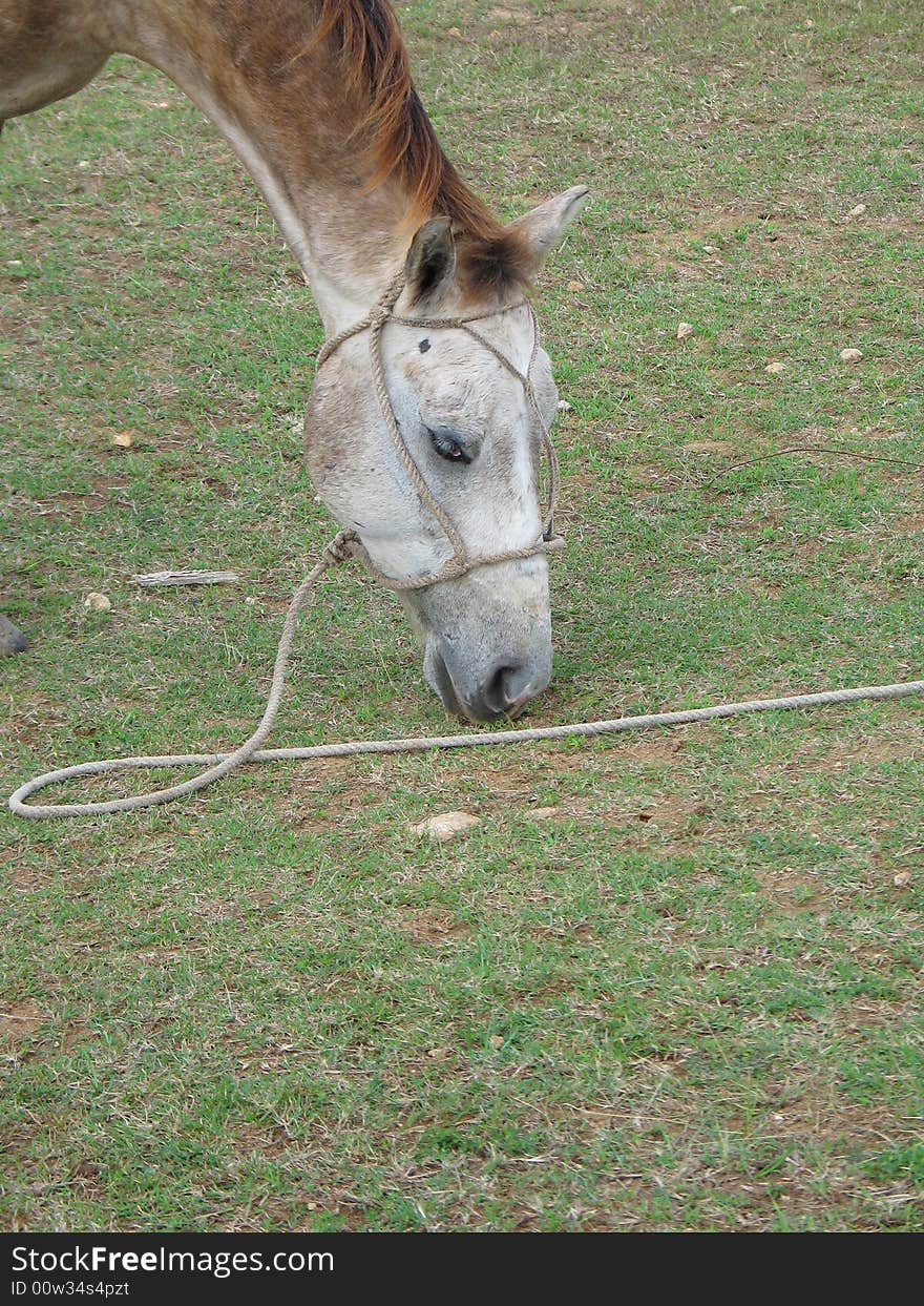 Horse eating grass