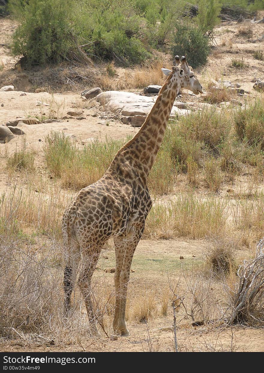 A giraffe in the Kruger National Park, South Africa