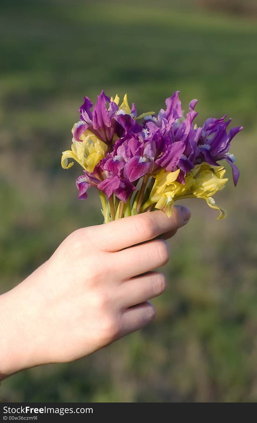 Hand is holding bouquet over field background