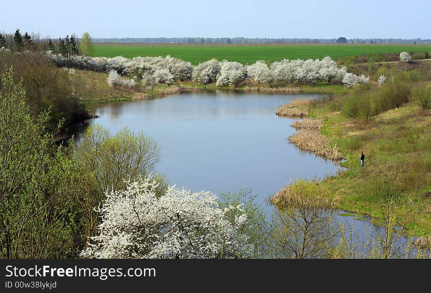 Spring picture with blooming trees around the lake and a man fishing. Spring picture with blooming trees around the lake and a man fishing