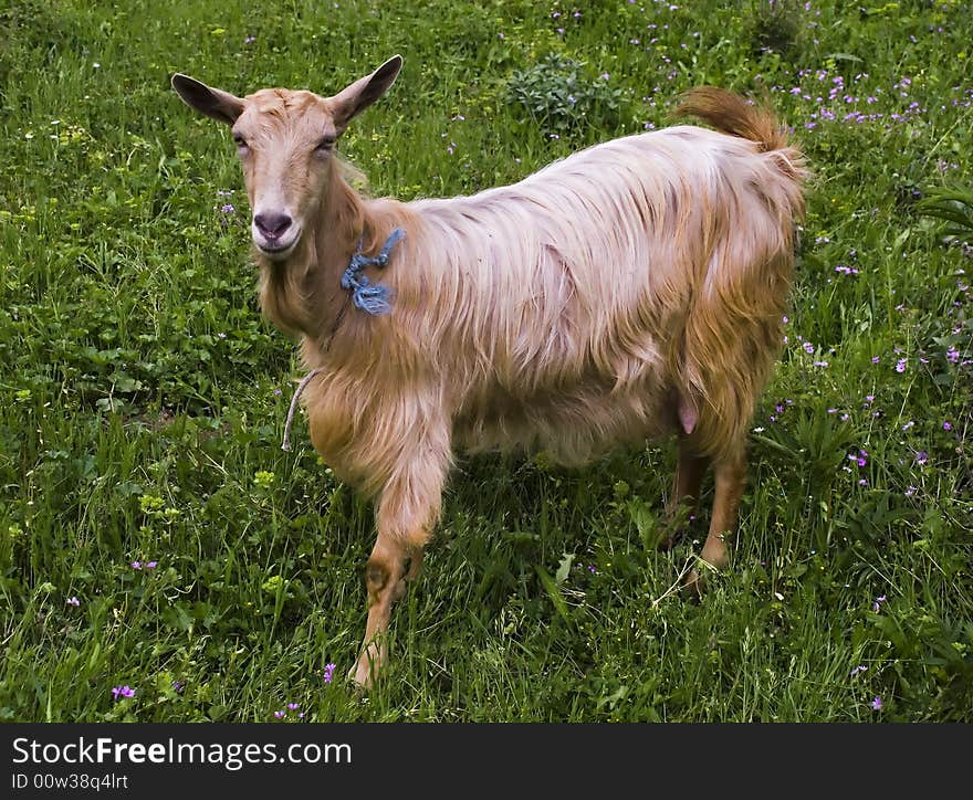 Goat on the field in spring