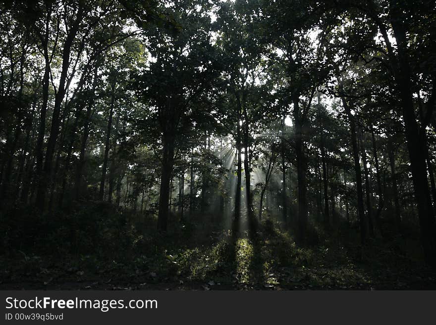 From parambikulam forest, keala india. From parambikulam forest, keala india