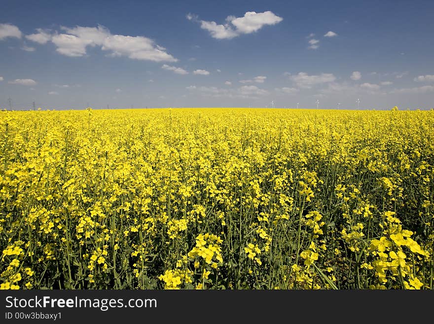 Rape field with beautiful spring weather and sunshine