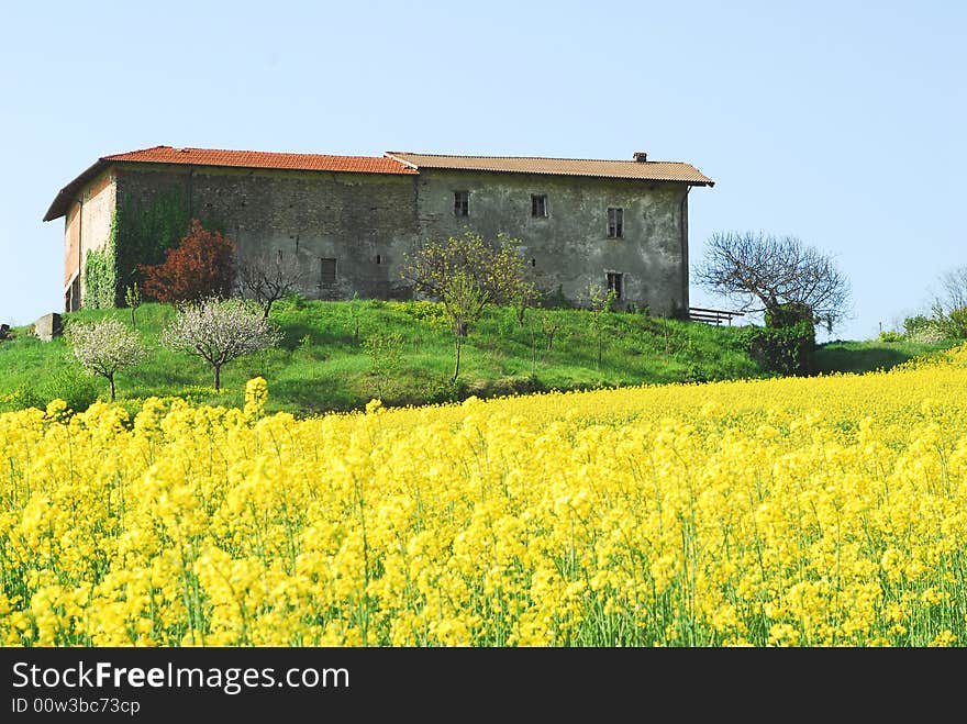 Colza field