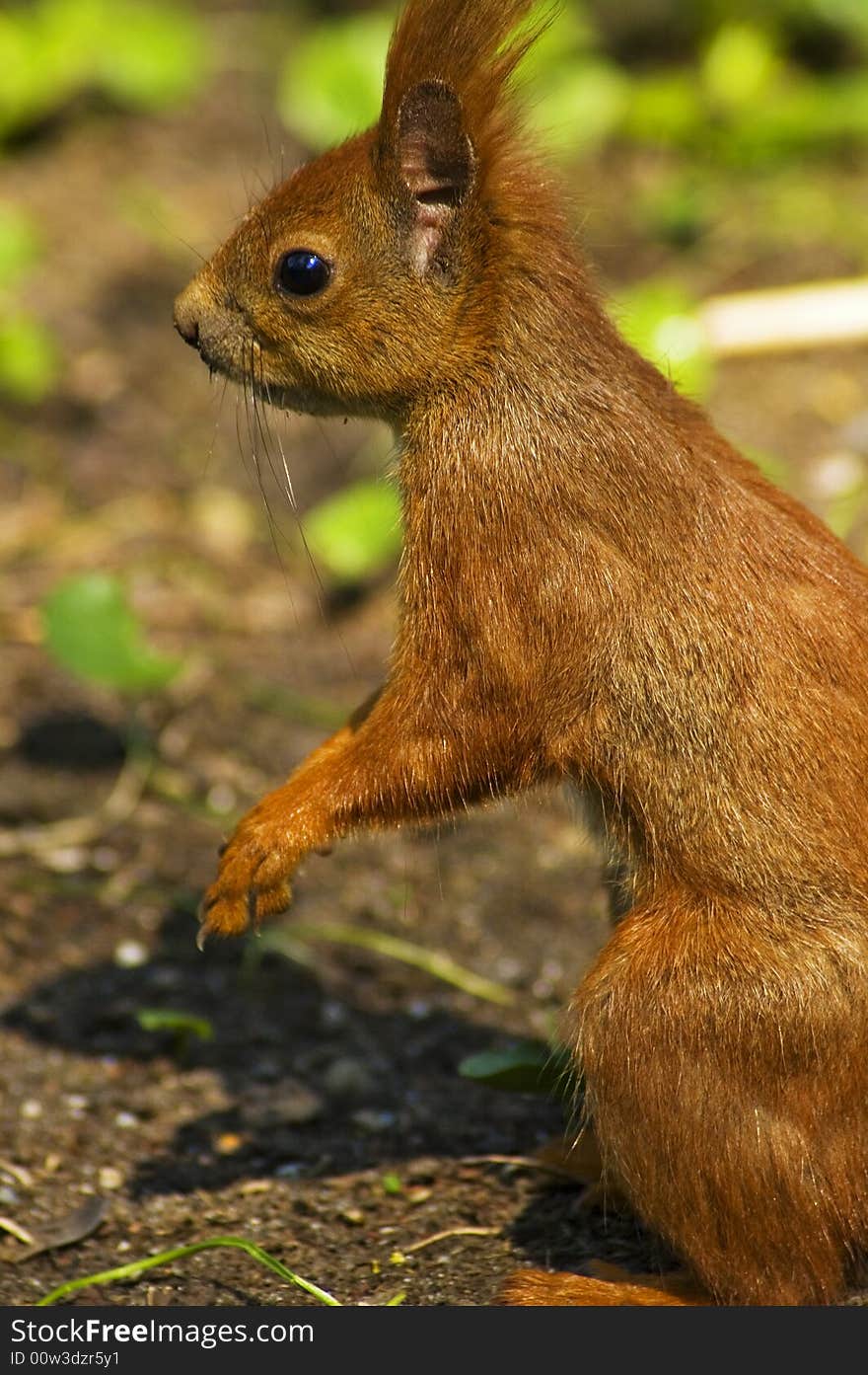 Little red squirrel in park