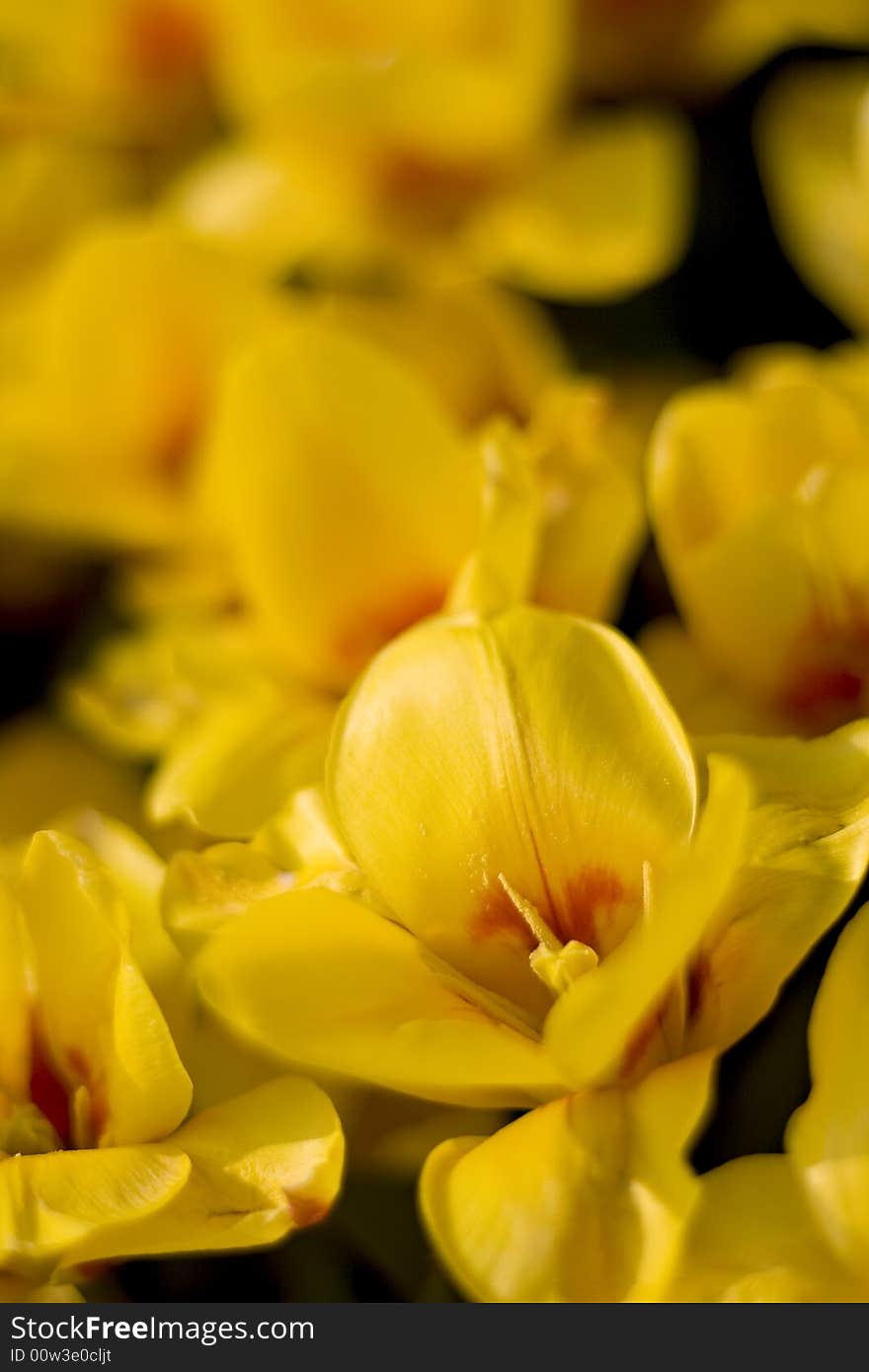 Close up picture of yellow tulips, stock photo