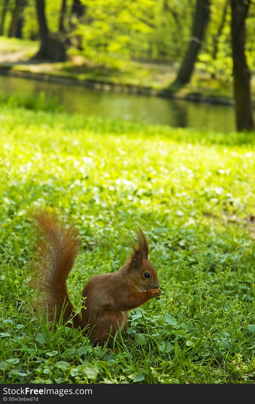 Little red squirrel eats nut