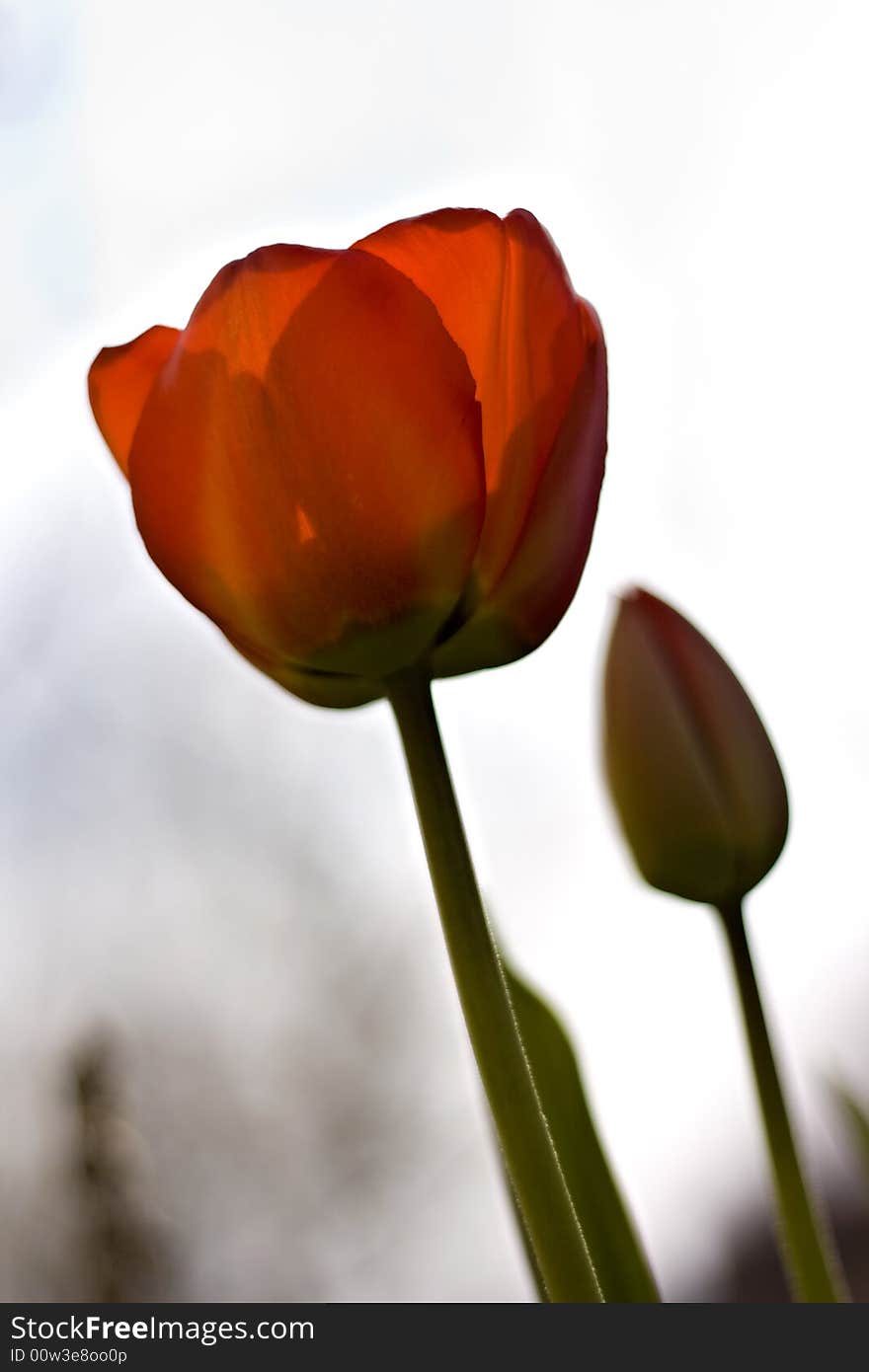 Two red tulips with shallow depth of field