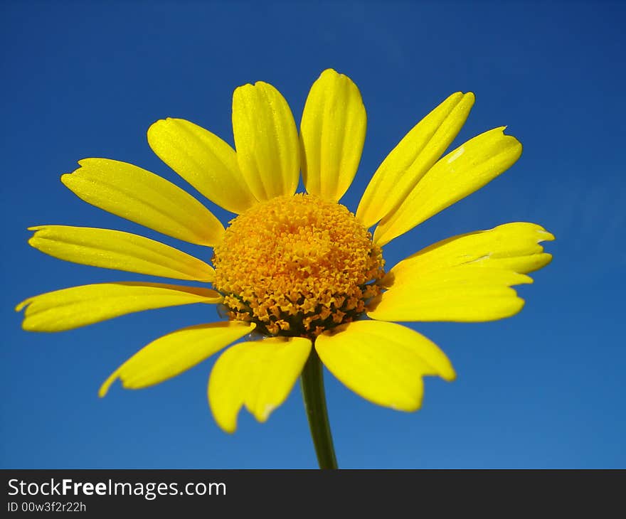 Yellow daisy on blue  background