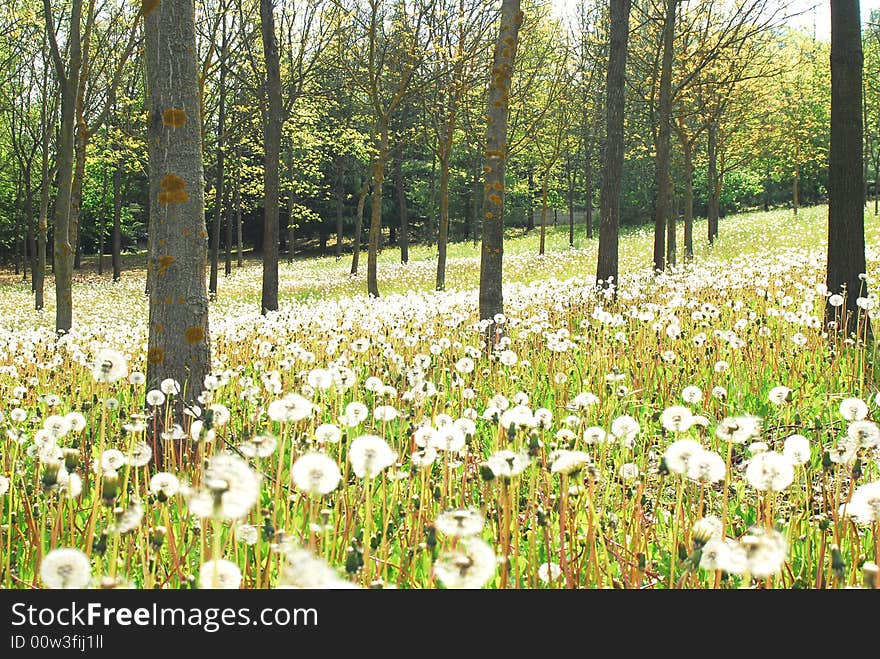 White Flowers In The Forest