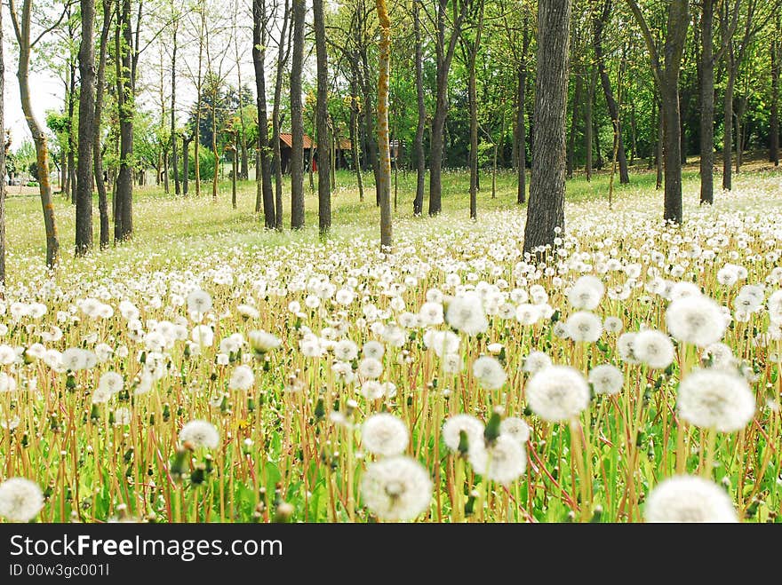 White flowers in the forest