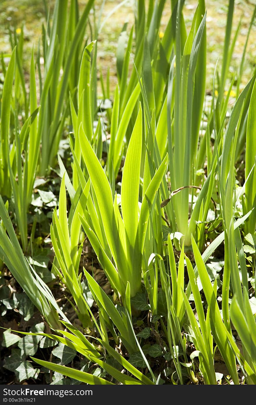 Detail view of a group of green leafs near a river in saragossa spain. Detail view of a group of green leafs near a river in saragossa spain