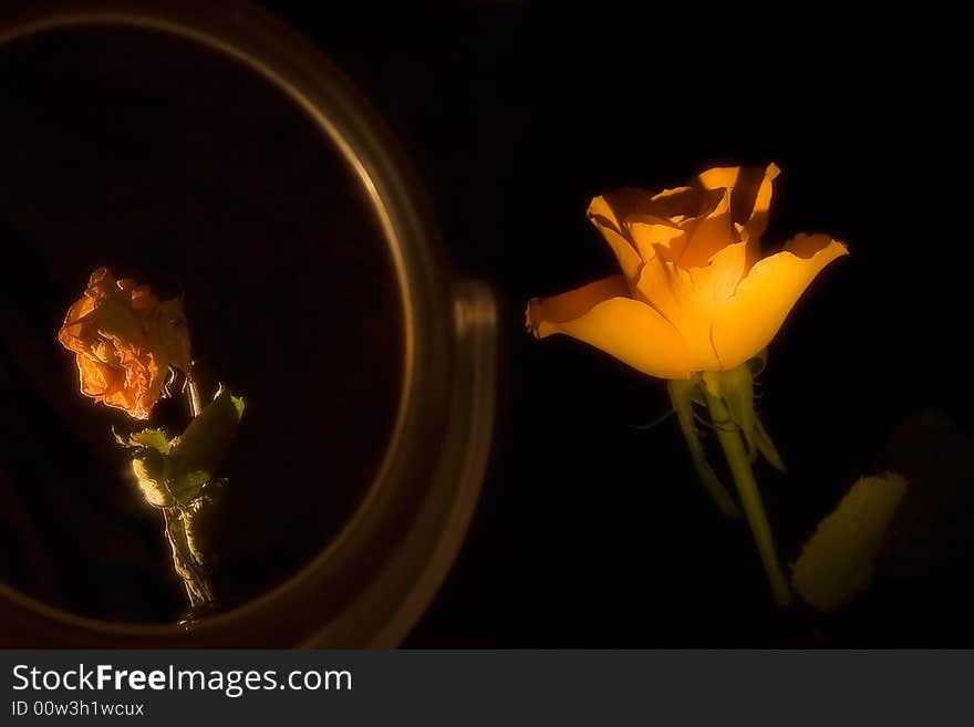 Tea rose and it's aged reflection. Tea rose and it's aged reflection