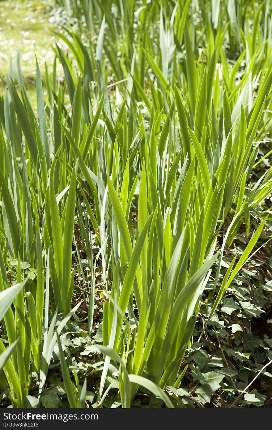 View of a group of green leafs near a river in saragossa spain