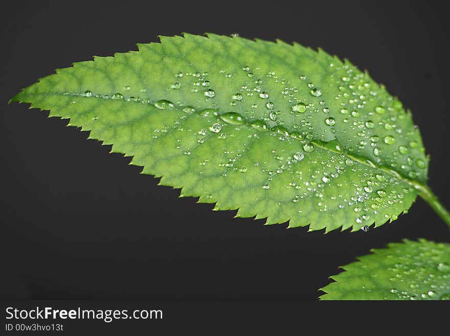 Green fresh leaf on the black background. Green fresh leaf on the black background