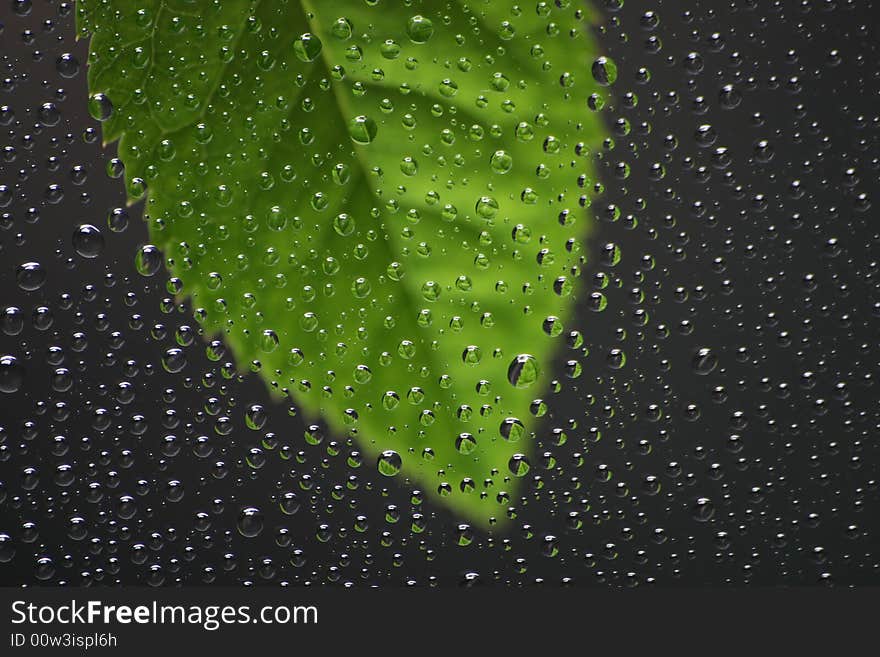 Leaf with water drops