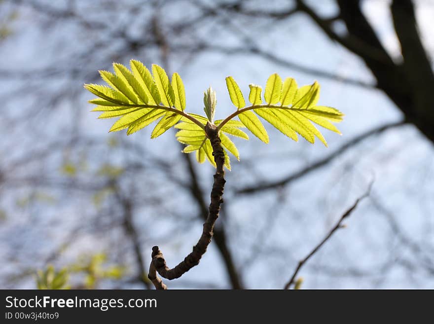 Fine background of Spring, young green leaves