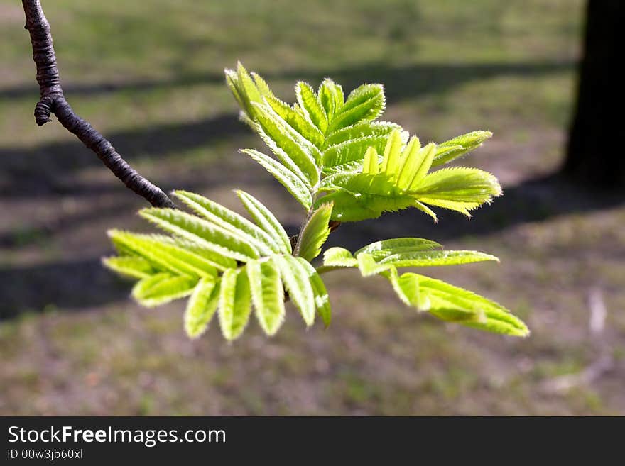 Fine background of Spring, young green leave. Fine background of Spring, young green leave