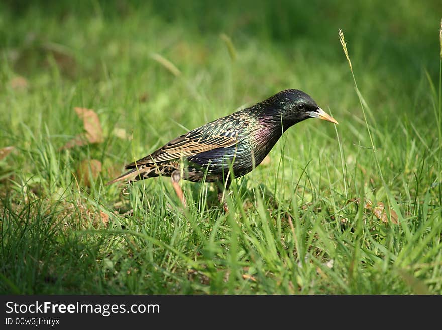 Little starling in the park searching for food