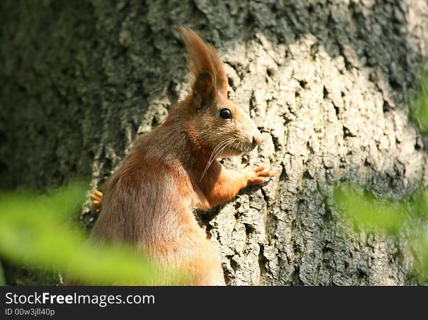 Squirrel on the tree searching for food