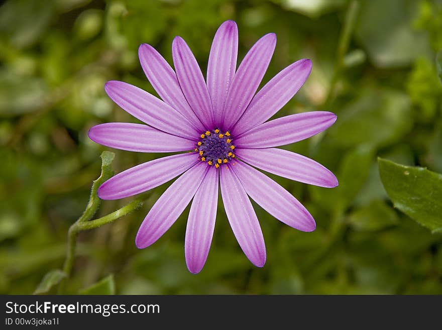 Pink Flower