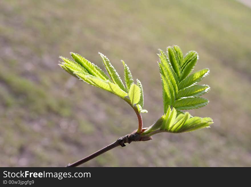 Spring, Young Green Leaves