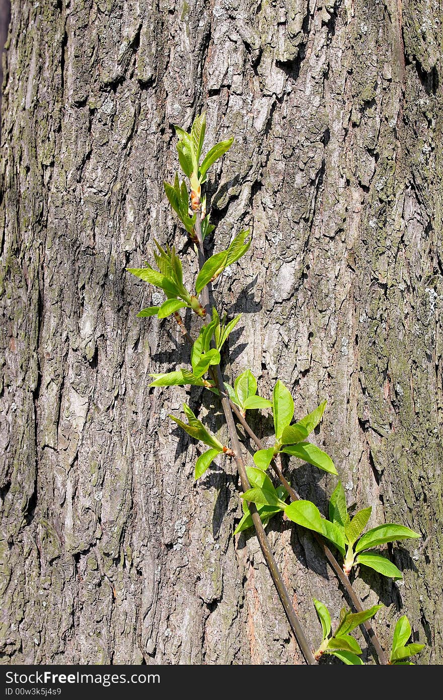 Fine background of Spring, young green leave. Fine background of Spring, young green leave