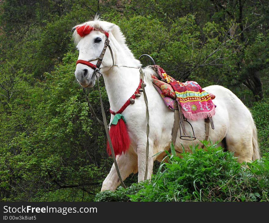 One white horse in forest