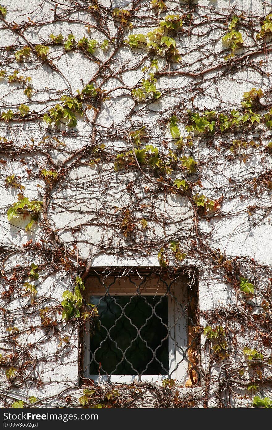 Window in the growing tree wall. Window in the growing tree wall.