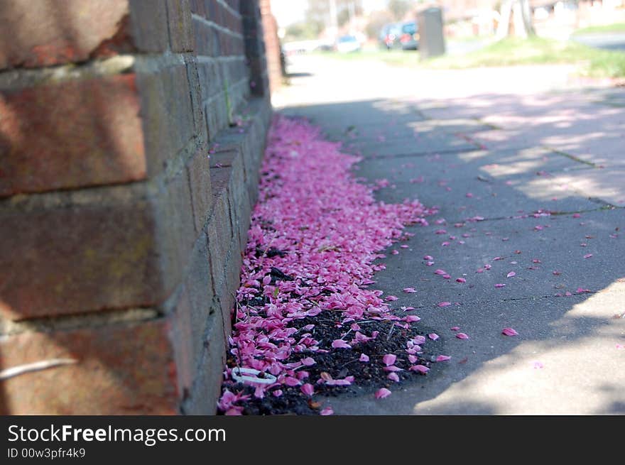 Pink leaf