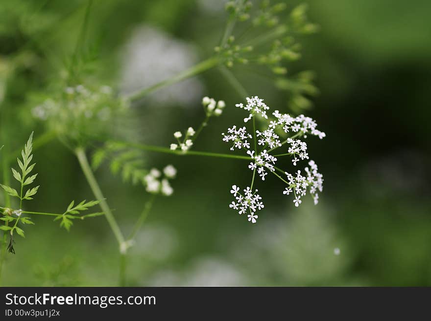 Dream of Flowers