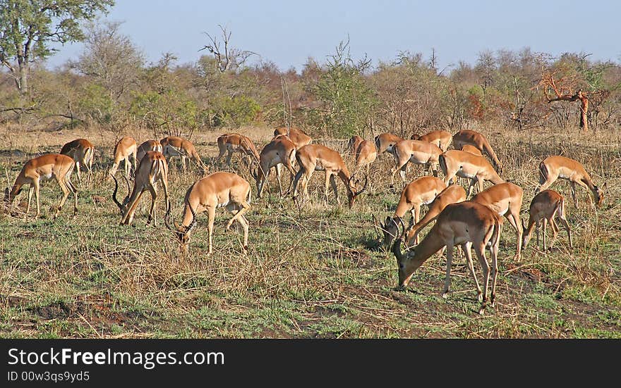 Impala grazing