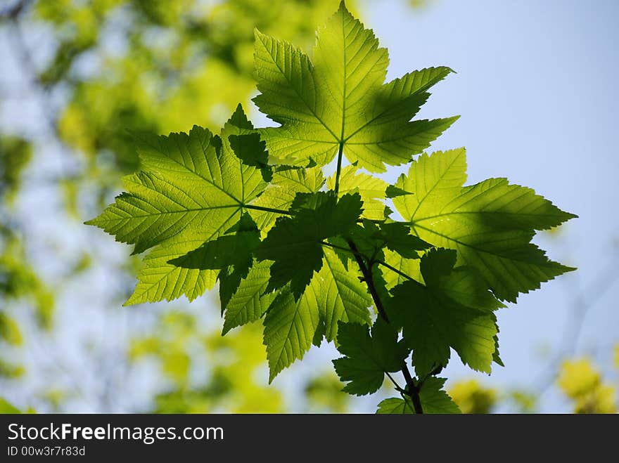 Sunlight creating abstract patterns through overlaying leaves. Sunlight creating abstract patterns through overlaying leaves