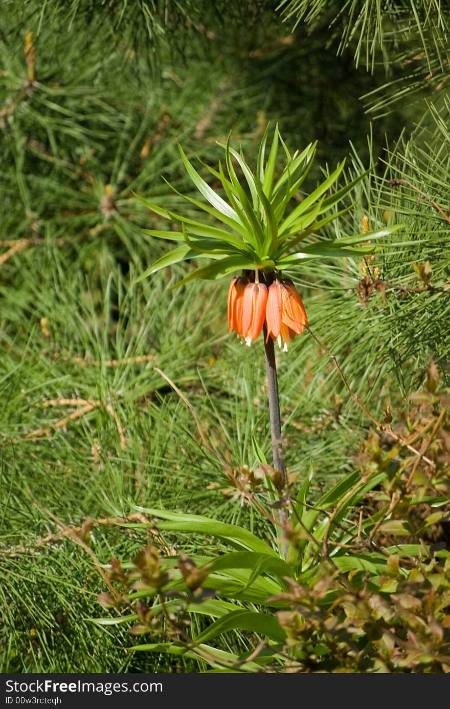 A palm-like flower preparing to bloom