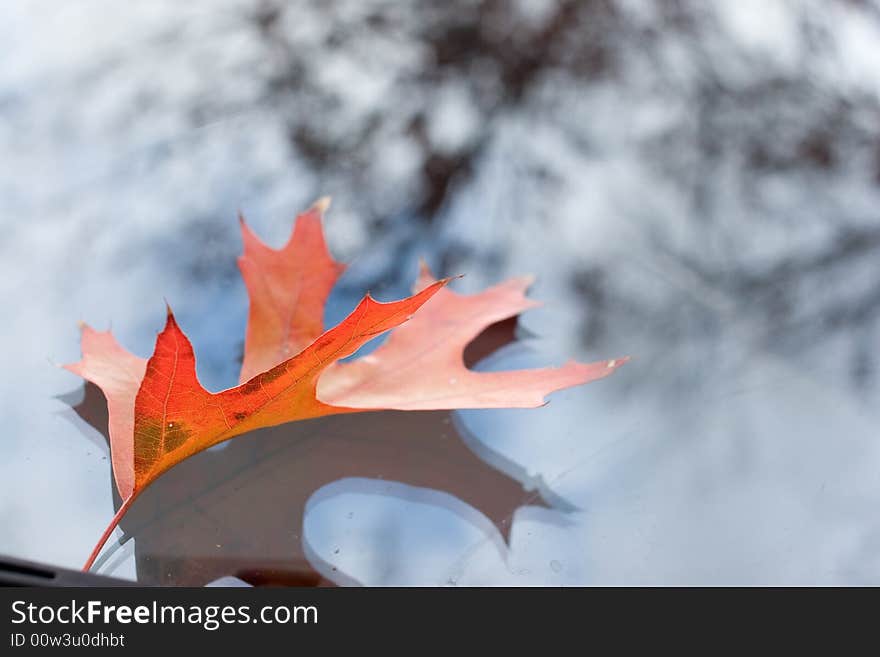 Autumn leaf on windshield with tree reflected. Autumn leaf on windshield with tree reflected