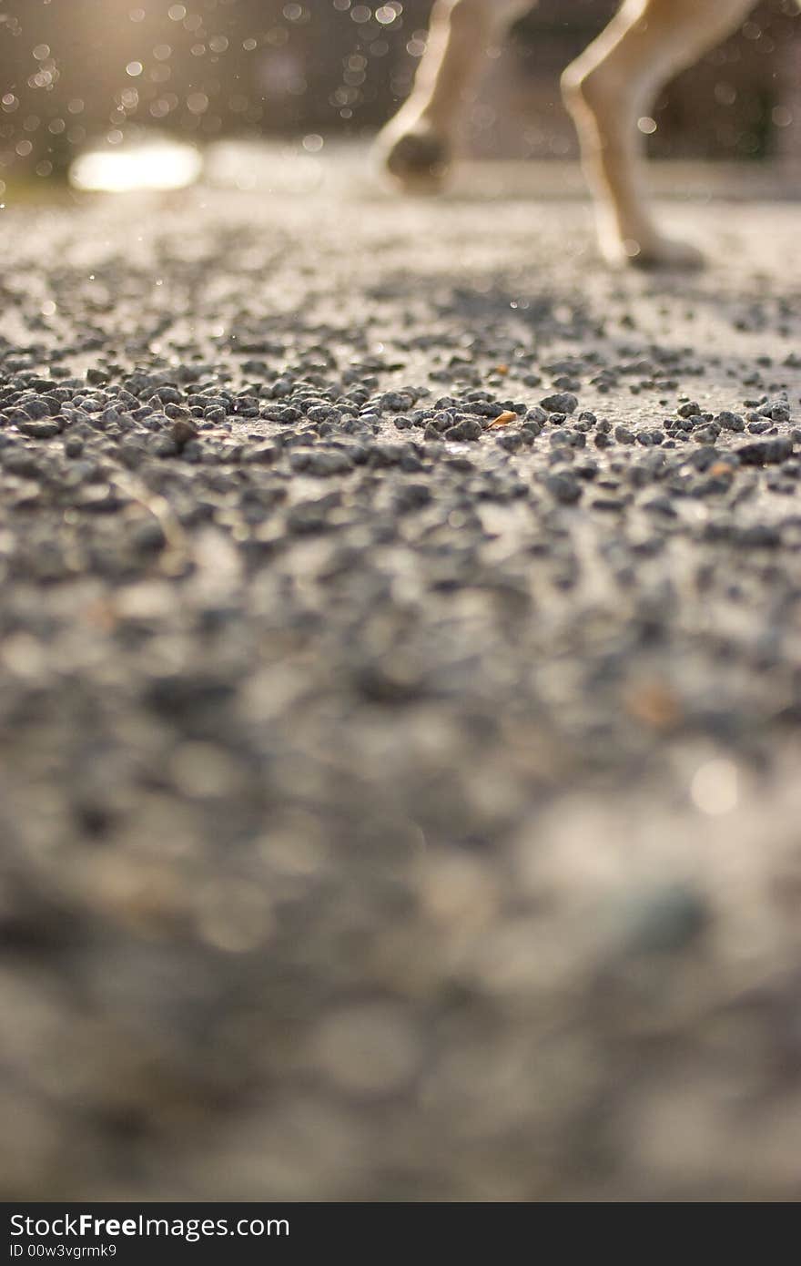 Wet dog runs over pebbles in park. Wet dog runs over pebbles in park