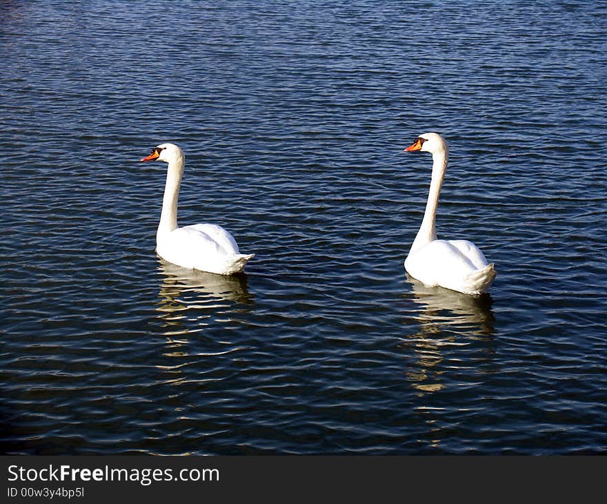 Swans on lake