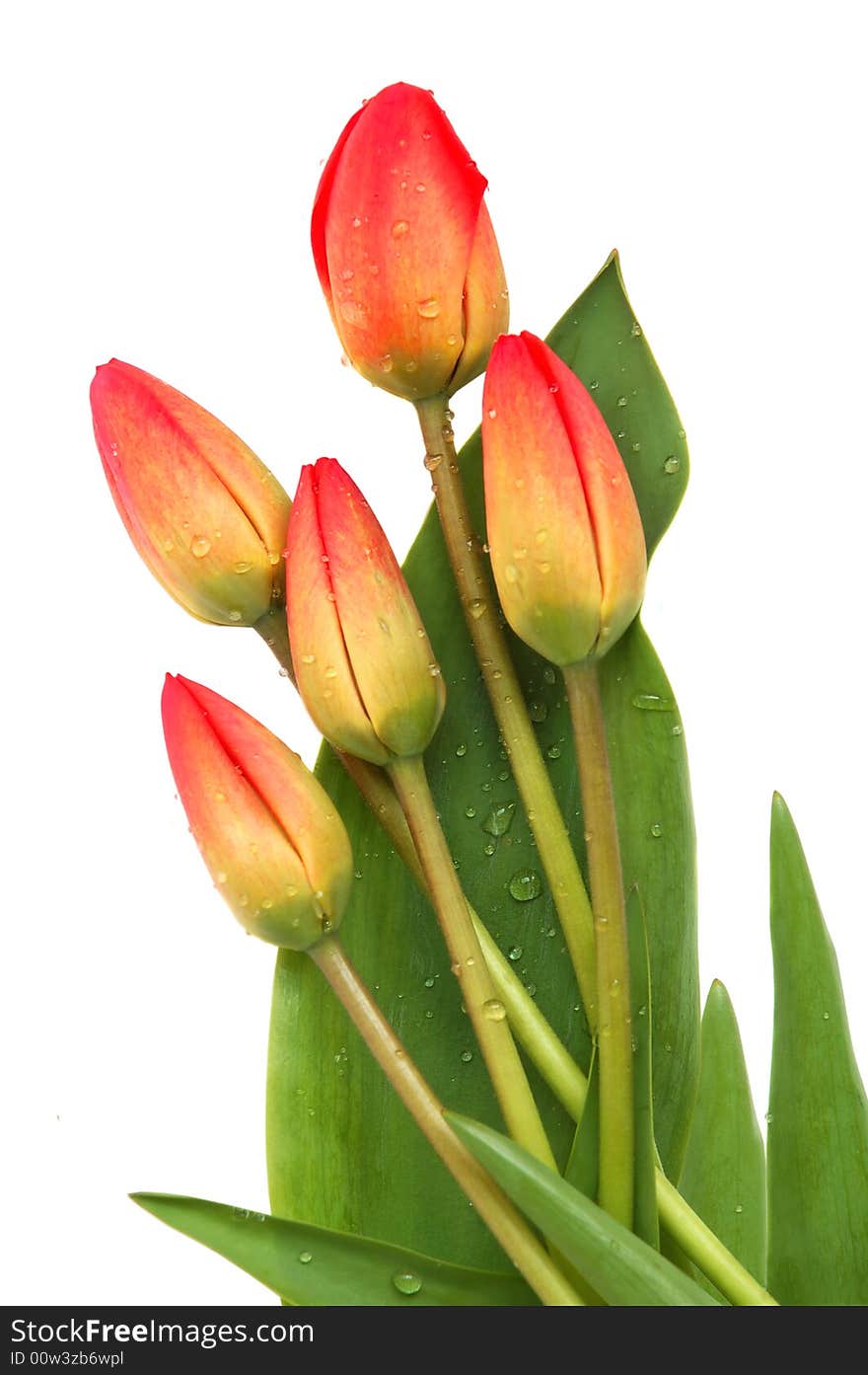 Red spring tulips on white background. Red spring tulips on white background