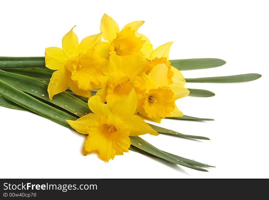 Yellow spring narcissus on white background. Yellow spring narcissus on white background