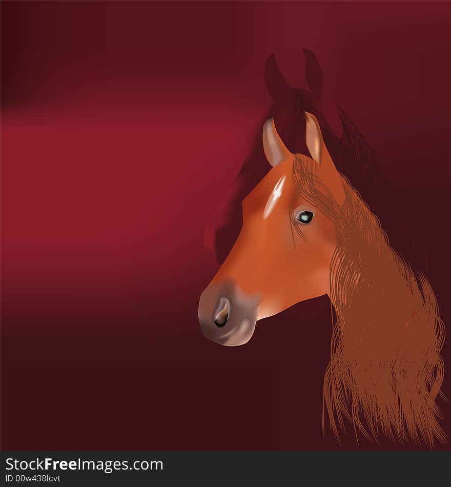 Head of horse. Night background