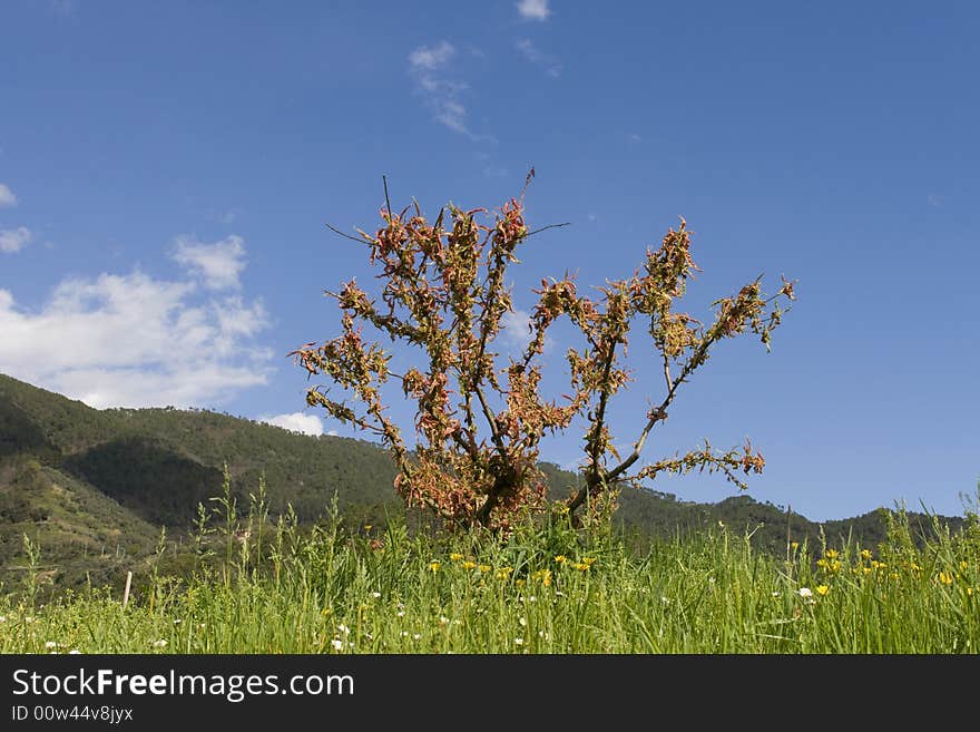 Tree with pink blossom on grass against a blue sky in spring. Tree with pink blossom on grass against a blue sky in spring