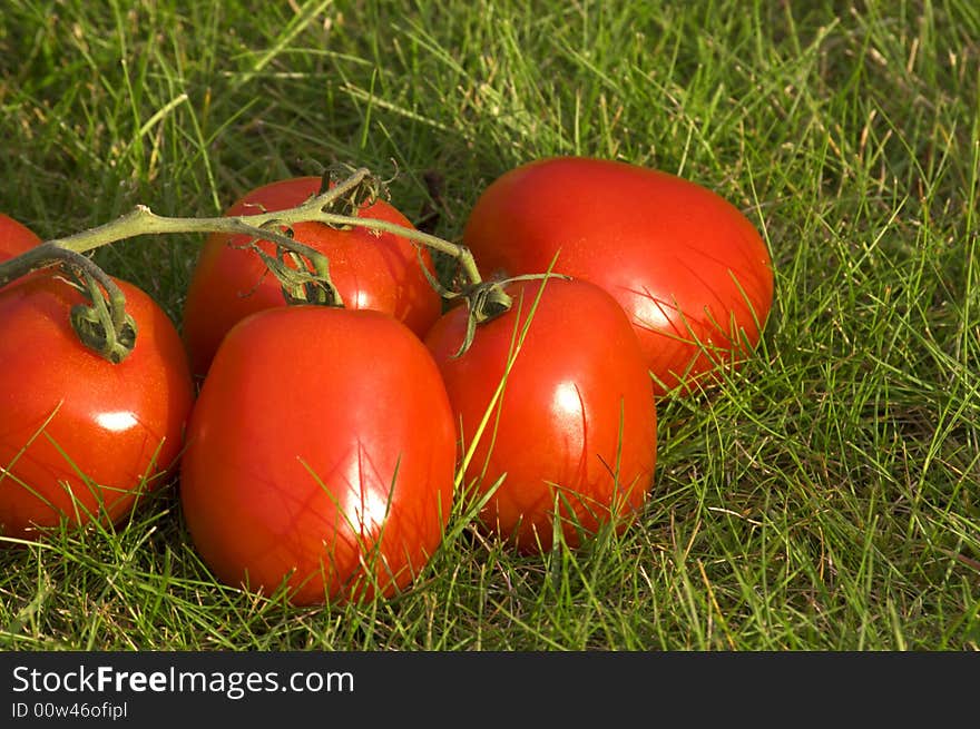 Red Tomatoes