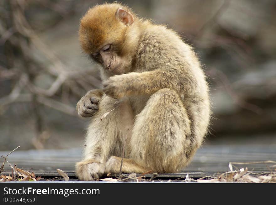 Wild monkey looking closely at something in his hand