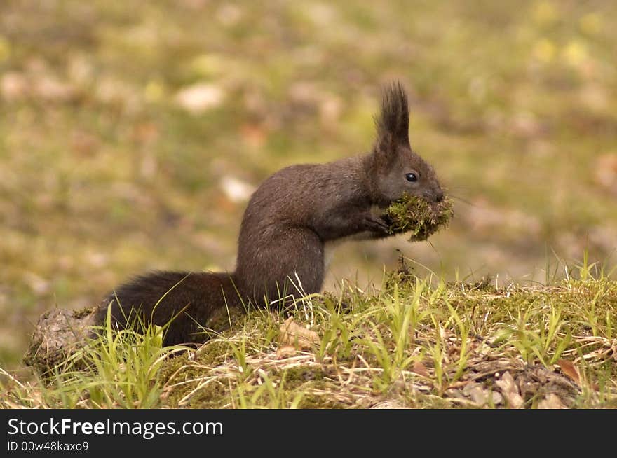 Wild and cute squirrel feeding on grass