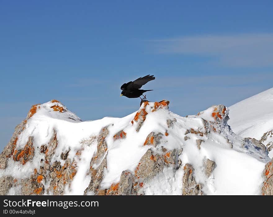 Black bird  in the mountains against blue sky. Black bird  in the mountains against blue sky